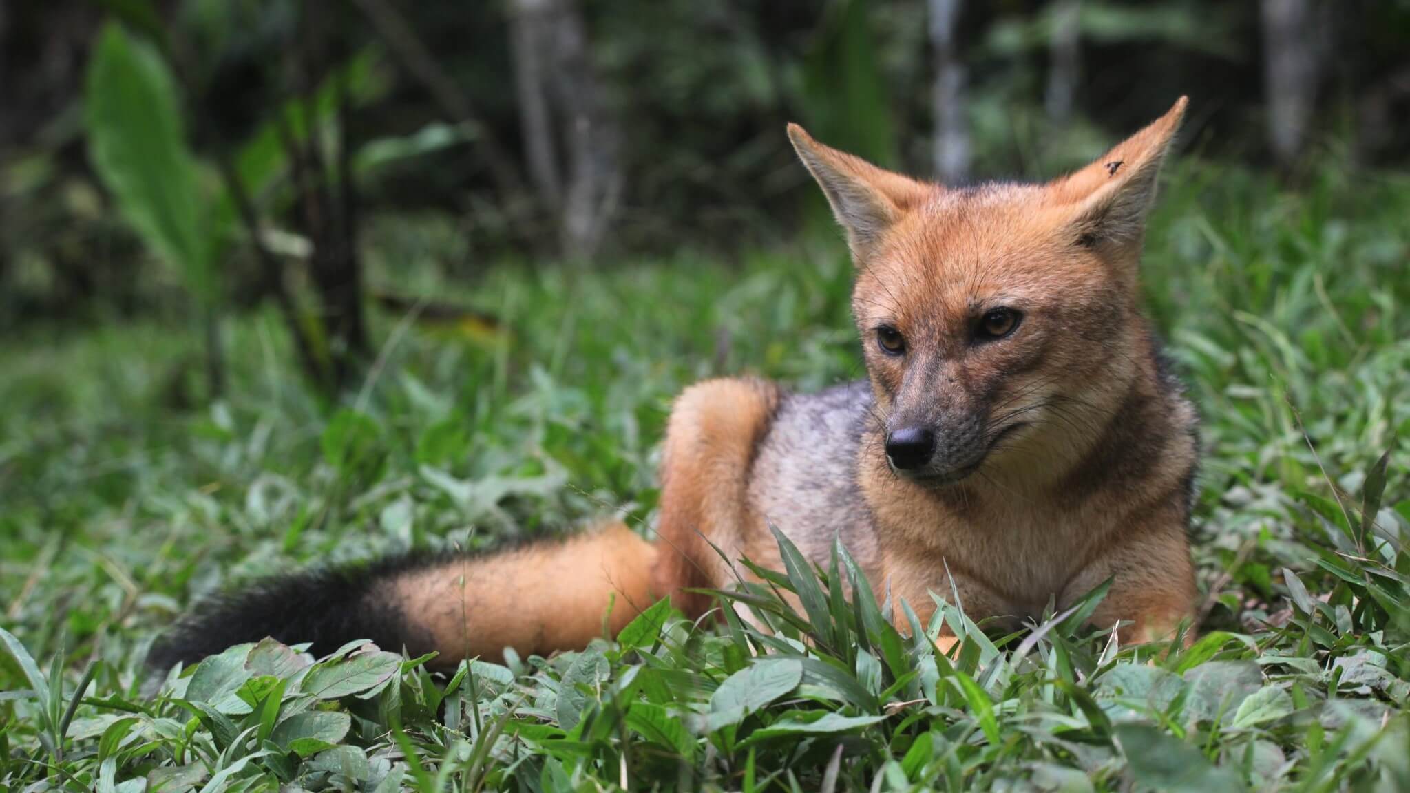 probably a crab-eating fox, one of the rescue animals at the Yanacocha Animal Rescue Center in Puyo, Ecuador. | Impactful Travel