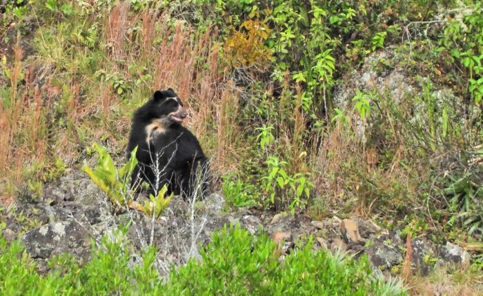 Another adult Andean Bear as observed from the Mirador del Oso Andino | Impactful Travel