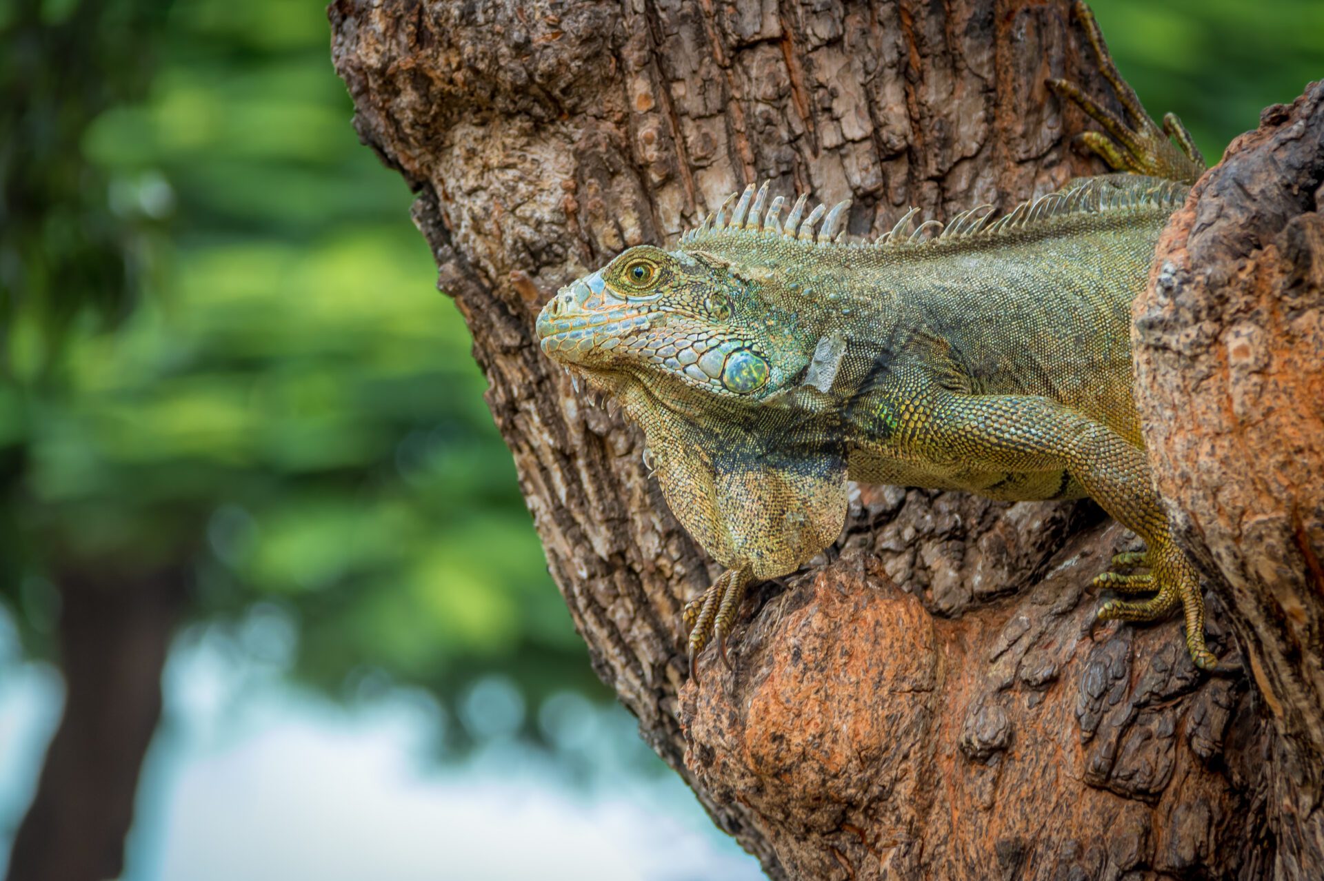 Iguana on a Seminario Park tree - Guayaquil, Ecuador
