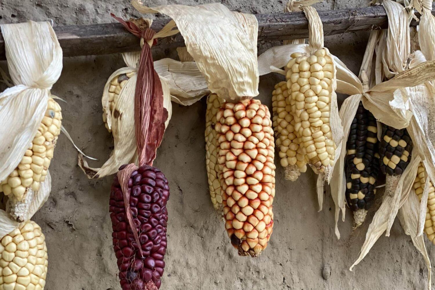 Different varieties of corn are drying on the wall of a local house in the community of San Clemente in northern Ecuador | Impactful Travel