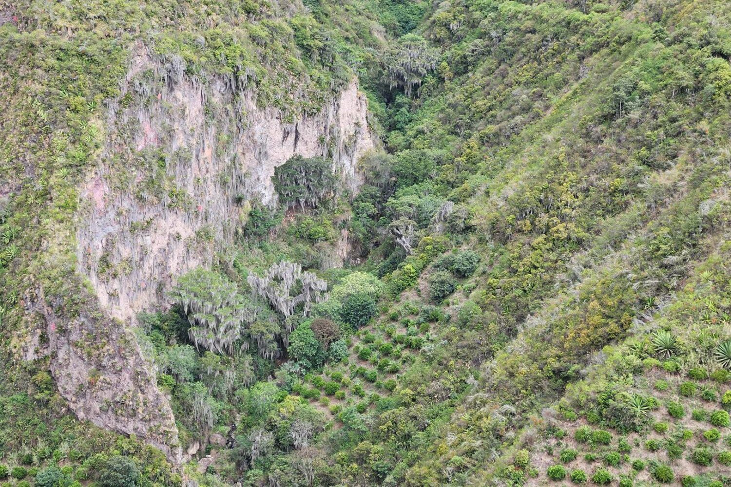 Another enchanting view from Mirador del Oso Andino. In the center of the photo, you can find trees that the bears adore: crafting cozy nests amidst the draping flora.