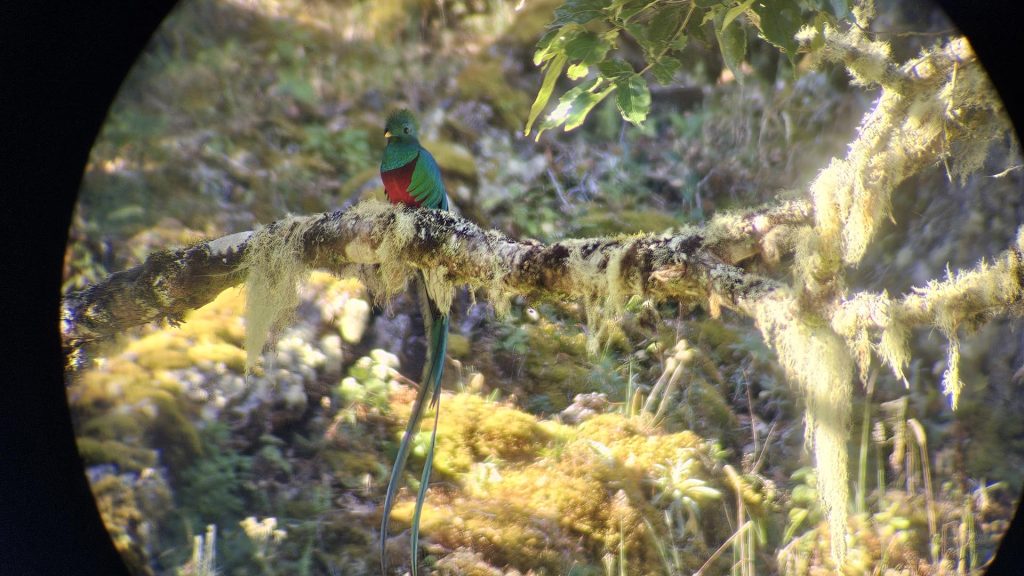 A colorful bird with a bright green head and red chest perches on a moss-covered branch in a lush, sunlit forest setting. Provi | Impactful Travel Costa Rica