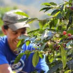 Picking ripe coffee cherries from a green coffee plant in Providencia de Dota, part of the local coffee harvest that supports small-scale farmers and sustainable agriculture in Costa Rica | Impactful Travel Costa Rica