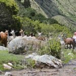 A group of people and llamas walk through a scenic mountainous area with greenery and a small stream. A group of people and llamas walk through a scenic mountainous area with greenery and a small stream.