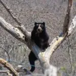 A spectacled bear sits confidently in the crook of a large, leafless tree, facing the camera with a steady gaze. This elevated position offers a panoramic view of the dry forest in Chaparrí and showcases the species’ natural climbing behavior. | Impactful Travel