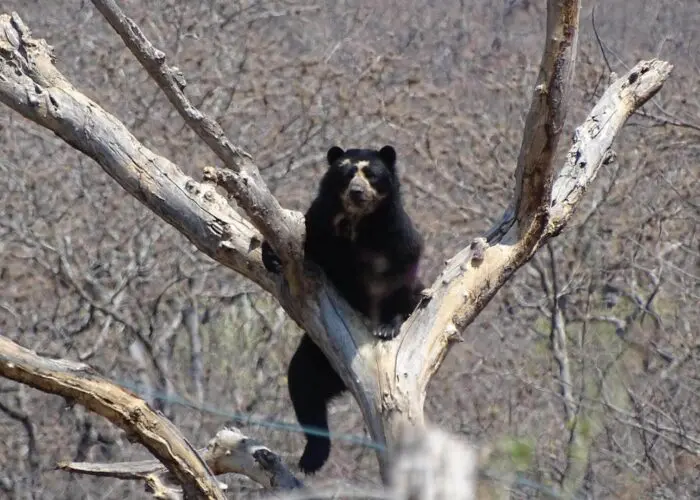 A spectacled bear sits confidently in the crook of a large, leafless tree, facing the camera with a steady gaze. This elevated position offers a panoramic view of the dry forest in Chaparrí and showcases the species’ natural climbing behavior. | Impactful Travel