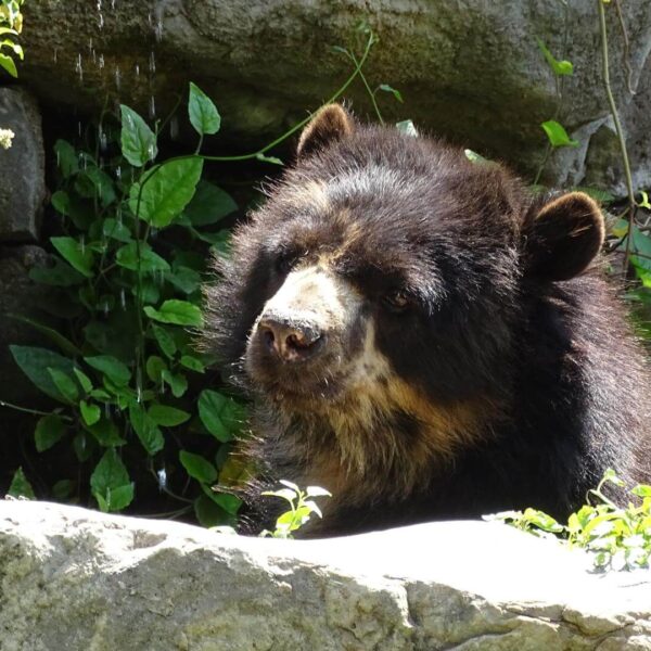 A spectacled bear is halfway up a tree near a water source, mid-motion and looking slightly surprised. The candid moment feels as if the bear has been caught bathing or climbing in private, adding a playful humanlike quality to this wild encounter. | Impactful Travel