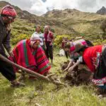 A group in traditional dress digs a field with Andes views—authentic, sustainable tourism from Impactful Travel’s Peru Culinary Tour.