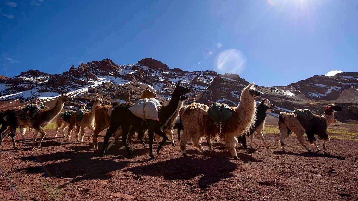 Trekking with llamas - Ausangate Trek - Responsible Travel Peru